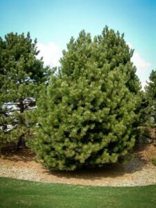 Сосна Чёрная (Pinus Nigra) купить по цене от 270.00р. в интернет-магазине «Посадика» с доставкой почтой в в Ртищевое и по всей России – [изображение №1].