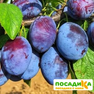 Слива Чачакская ранняя купить по цене от 229.00р. в интернет-магазине «Посадика» с доставкой почтой в в Ртищевое и по всей России – [изображение №1].