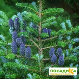 Пихта корейская (Abies koreana) купить по цене от 450.00р. в интернет-магазине «Посадика» с доставкой почтой в в Ртищевое и по всей России – [изображение №1].