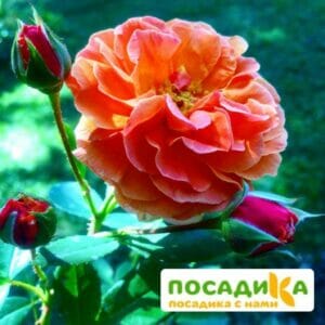 Роза Арабия купить по цене от 350.00р. в интернет-магазине «Посадика» с доставкой почтой в в Ртищевое и по всей России – [изображение №1].