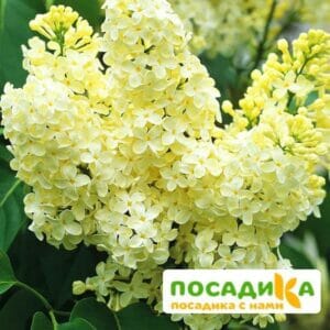 Сирень Примроуз (Primrose) купить по цене от 529.00р. в интернет-магазине «Посадика» с доставкой почтой в в Ртищевое и по всей России – [изображение №1].