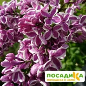 Сирень Сенсация купить по цене от 529.00р. в интернет-магазине «Посадика» с доставкой почтой в в Ртищевое и по всей России – [изображение №1].