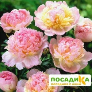 Пион Распберри Сандей (Paeonia Raspberry Sundae) купить по цене от 959р. в интернет-магазине «Посадика» с доставкой почтой в в Ртищевое и по всей России – [изображение №1].