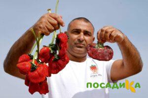 Клубника Гигант Джорнея купить по цене от 266р. в интернет-магазине «Посадика» с доставкой почтой в в Ртищевое и по всей России – [изображение №1].