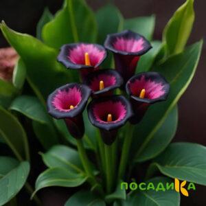 Калла Аура Лейс купить по цене от 400р. в интернет-магазине «Посадика» с доставкой почтой в в Ртищевое и по всей России – [изображение №1].