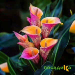 Калла Оникс купить по цене от 450р. в интернет-магазине «Посадика» с доставкой почтой в в Ртищевое и по всей России – [изображение №1].