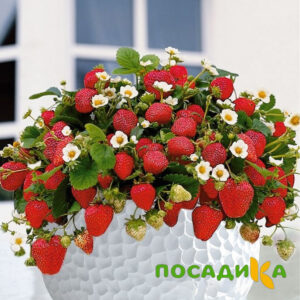 Клубника Рубиновый Шепот (горшечная) купить по цене от 240р. в интернет-магазине «Посадика» с доставкой почтой в в Ртищевое и по всей России – [изображение №1].