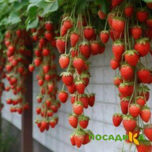 Клубника вьющаяся Комплимент купить по цене от 470р. в интернет-магазине «Посадика» с доставкой почтой в в Ртищевое и по всей России – [изображение №1].