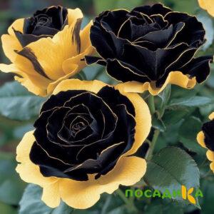 Роза Ханни Сикл купить по цене от 700р. в интернет-магазине «Посадика» с доставкой почтой в в Ртищевое и по всей России – [изображение №1].
