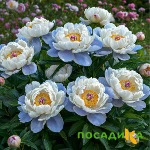 Пион акварельный Этюд купить по цене от 806р. в интернет-магазине «Посадика» с доставкой почтой в в Ртищевое и по всей России – [изображение №1].